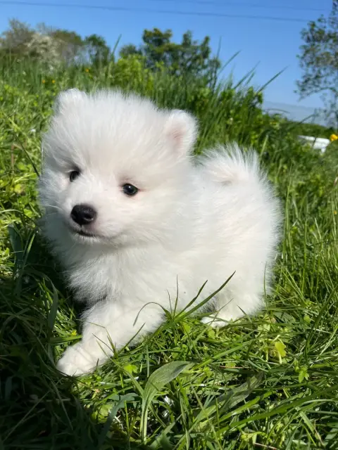 Spitz Japonais  Chiot N°7 De Jerrie Black photo 3