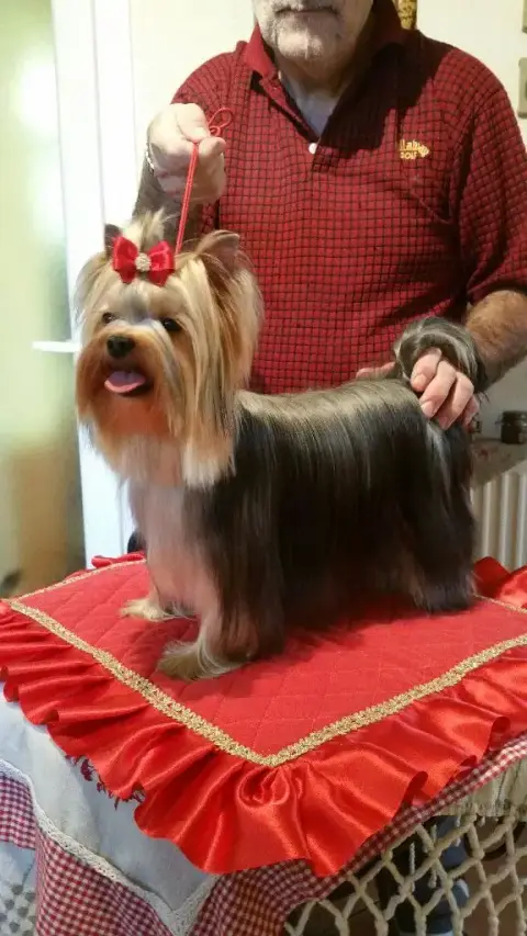 Yorkshire Terrier  Bitsy- photo 3