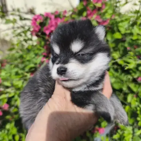 Chiot