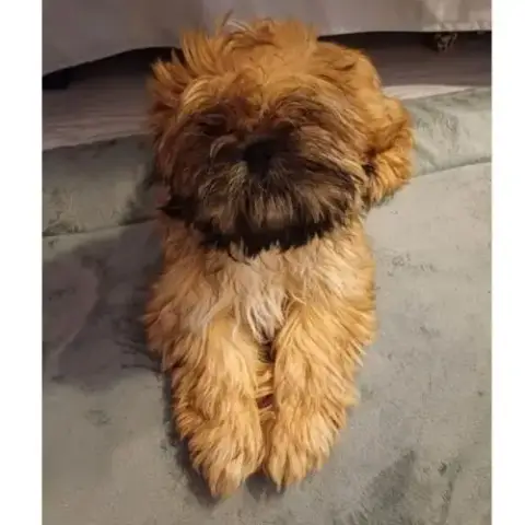 Shih Tzu