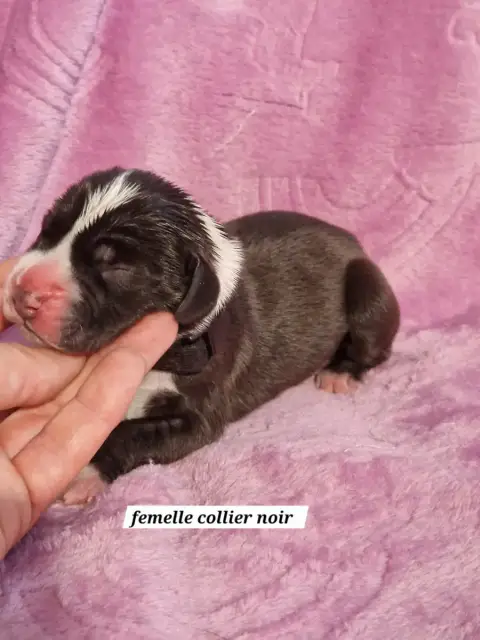 Dogue Allemand