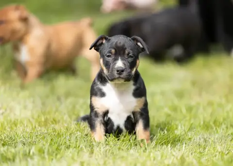 American Staffordshire Terrier  Bagheera Du Chemin De a7549 photo 3