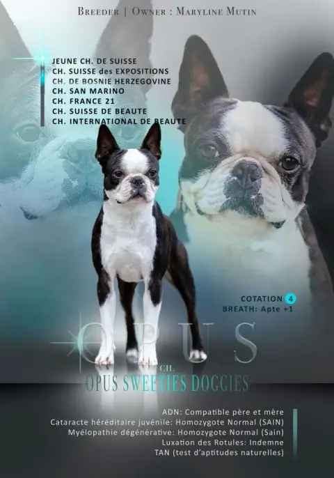 Boston Terrier  Chiot N°1 photo 3
