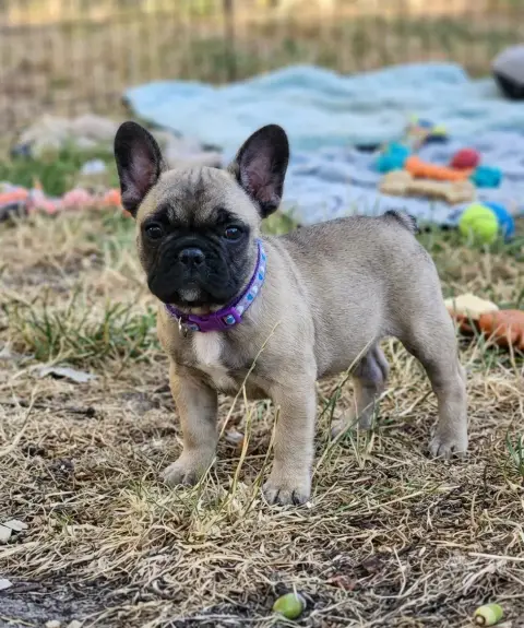 Bouledogue Français 
                        Bohème D e4c92