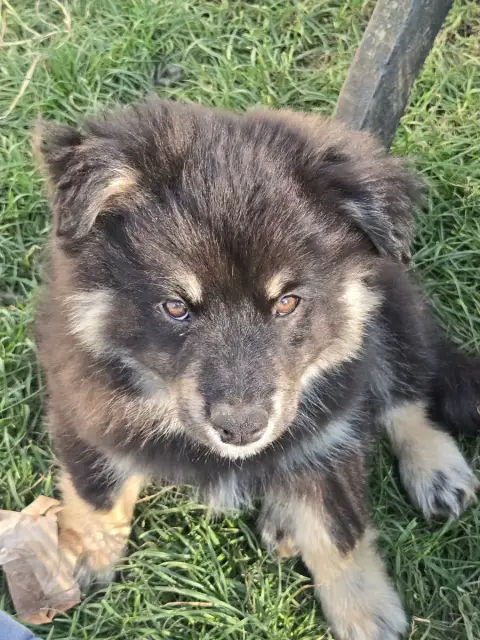 Chien Finnois De Laponie  Bragi De La Terre D'Eseka 675f9