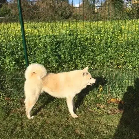 Akita  Chiot N°2 Akai Inu photo 3