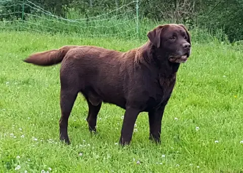 Labrador Retriever  Collier Rose Du Gardien Des Aulno b4257 photo 3