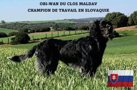Epagneul Bleu De Picardie  Chiot N°2 Des Sources Du L dc78e photo 2