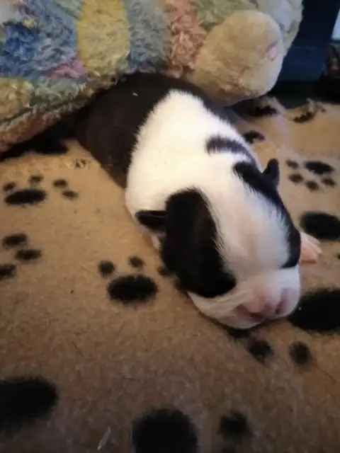 Boston Terrier  Chiot 1