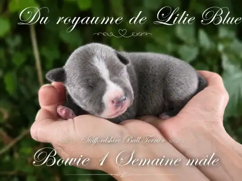 Staffordshire Bull Terrier  Bowie Du Royaume De Baby  66499
