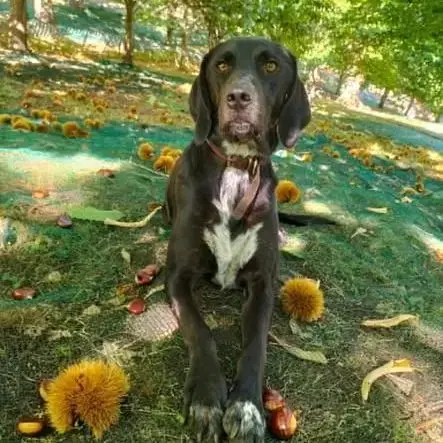 Chien Samy À L Adoption