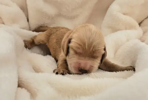 Cocker Spaniel Anglais  Biscuit