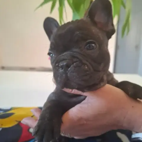 Bouledogue Français  B Du Monde De Cali