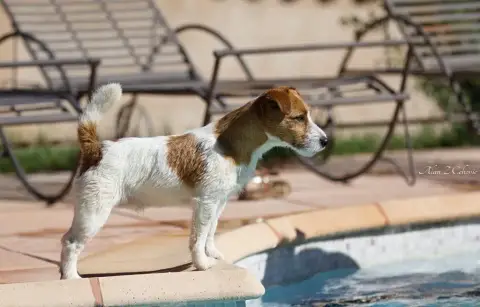 Jack Russell Terrier photo 3