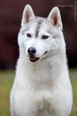 Siberian Husky  Chiot N°1 Du Chalet Des Edelweiss photo 3