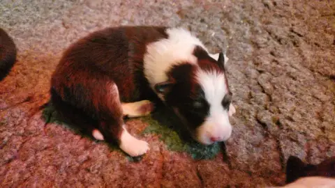 Shetland Sheepdog  F1 Of Chiprey'S Hamlet