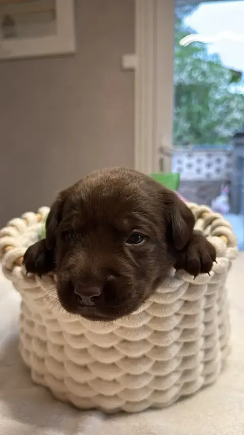 Labrador Retriever  Chiot N°8 Des Délices De Praline 7198b