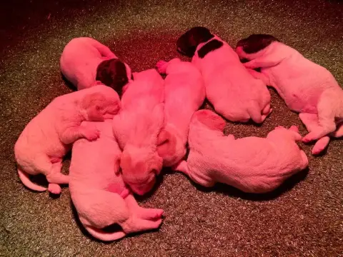 Adopter Pointer  Chiot 7 De Terro Tant Aïmado