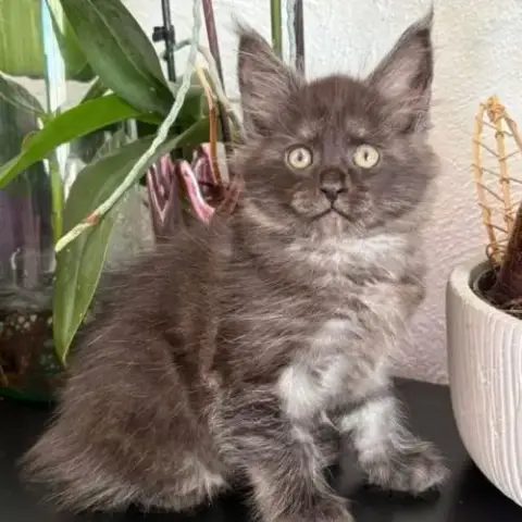 Magnifique Chaton Maine Coon