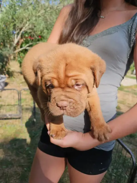 Dogue De Bordeaux 
                        Collier Ve 176fe photo 2