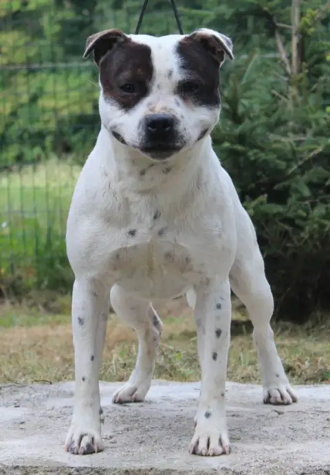 Staffordshire Bull Terrier  Chiot N°2 De Karysha photo 2