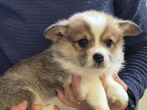 Welsh Corgi Pembroke  B... De Paline