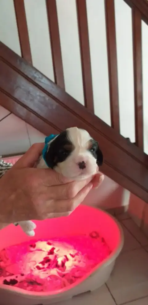 Cavalier King Charles Spaniel  Chiot 4 Du Val De Cour 7aec3