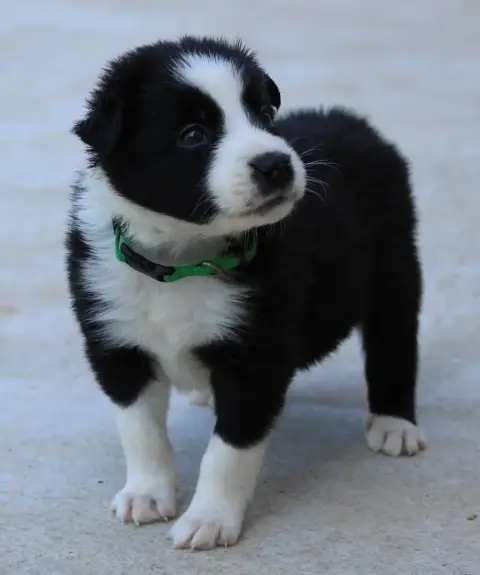Border Collie 
                        Collier Vert D 49e8e