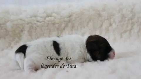 Jack Russell Terrier  Baxter Des Légendes De Tina photo 2
