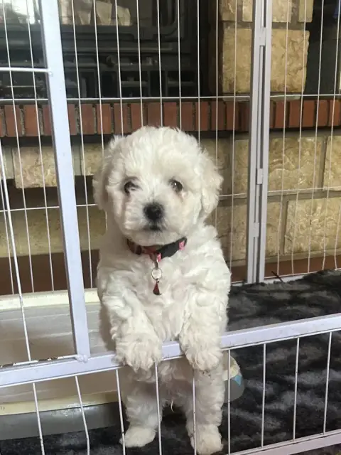 Adopter Bichon Frise  Bakara Du Royaume Des Joyeux Tenerife D eaea1