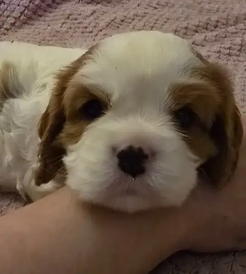 Cavalier King Charles Spaniel  Chiot N°1 Du Domaine D a90b5 photo 3