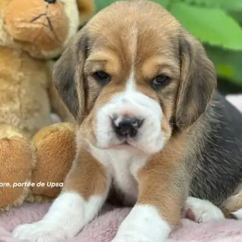 Chiot Beagle Tricolore Lof