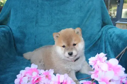 Shiba  Collier Rose Bonbon Des Terres De Légendes