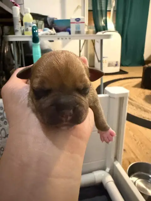 Staffordshire Bull Terrier 
                        B a4be7