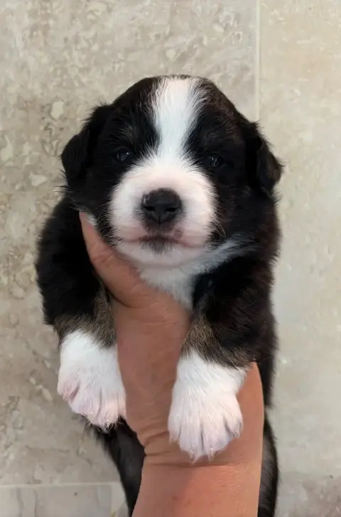 Berger Américain Miniature  Buddy La Tribu Du Vent