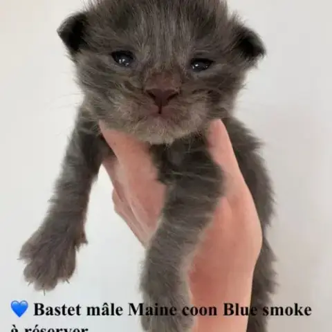 Chatons Maine Coon Mâles