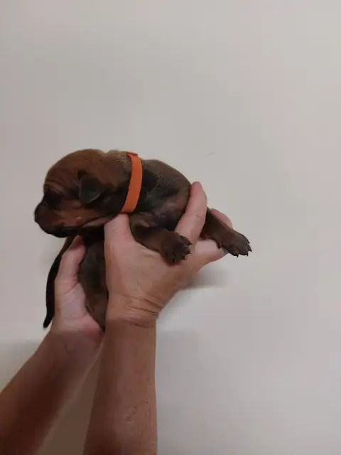 Rhodesian Ridgeback 
                        Collier  61366