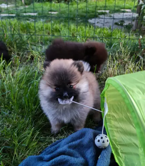 Spitz Allemand  Bonnie Analamanga Cotton Smile photo 2