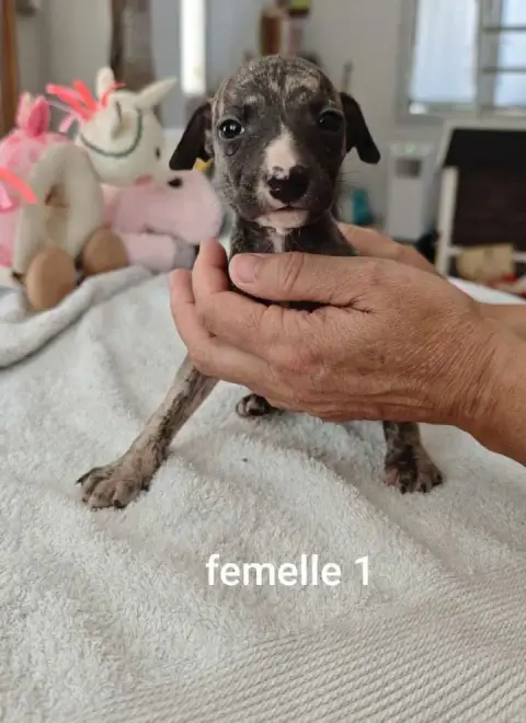 Whippet  Beauty De Montrenaud