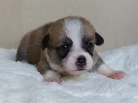 Welsh Corgi Pembroke  Monsieur Bosco Du Domaine De Bo f0d5b photo 2