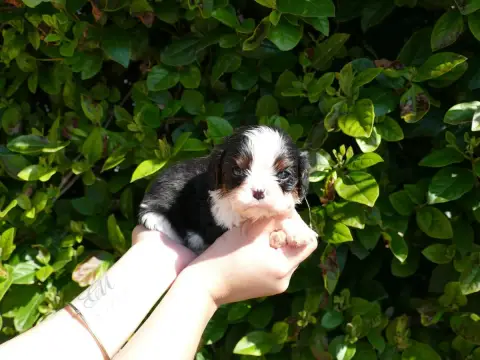 Cavalier King Charles Spaniel  Collier Vert Du Temps  1c583