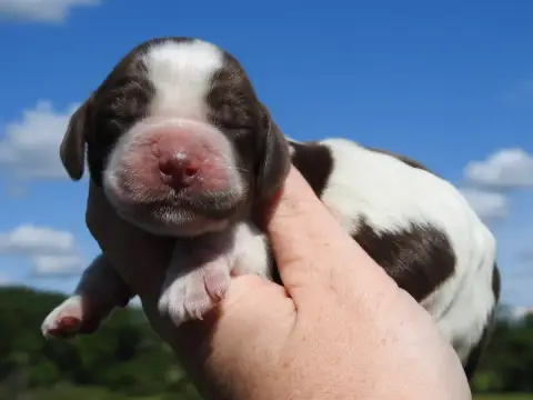 Cocker Spaniel Anglais  Mâle Chocolat Rouan Du Clos D d3e80