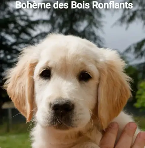 Golden Retriever  Bohème Des Bois Ronflants photo 2