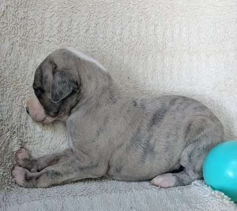 Whippet  Bacchus De Rockalma photo 3