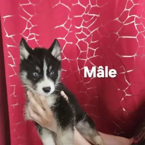 Husky De Sibérie Non Lof