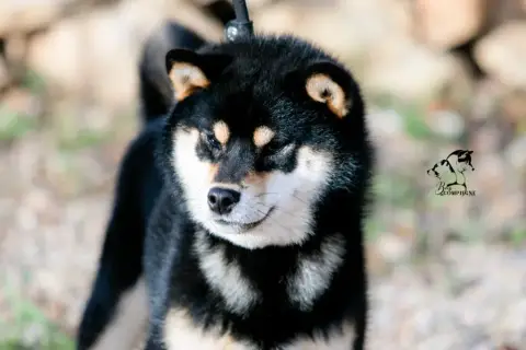 Shiba  Chiot 4 Gion Corner photo 2