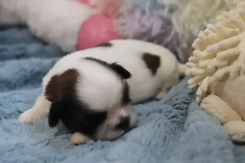 Shih Tzu  Banby De La Ferme Des Mottes photo 2