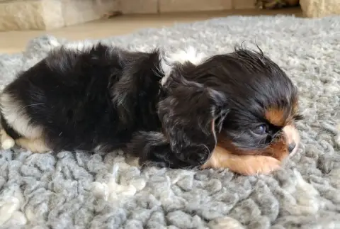 Cavalier King Charles Spaniel photo 2