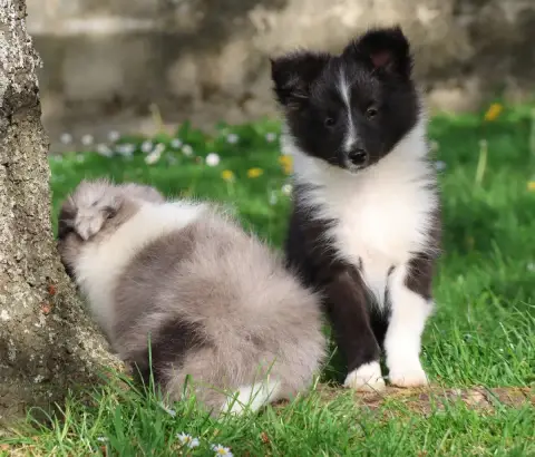 Shetland Sheepdog  Chiot N°1 Du Royaume De La Petite  aa98f photo 2