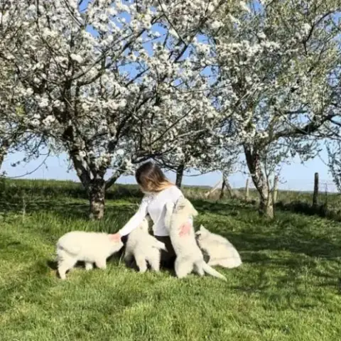 Chiots De Race Berger Blanc Suisse